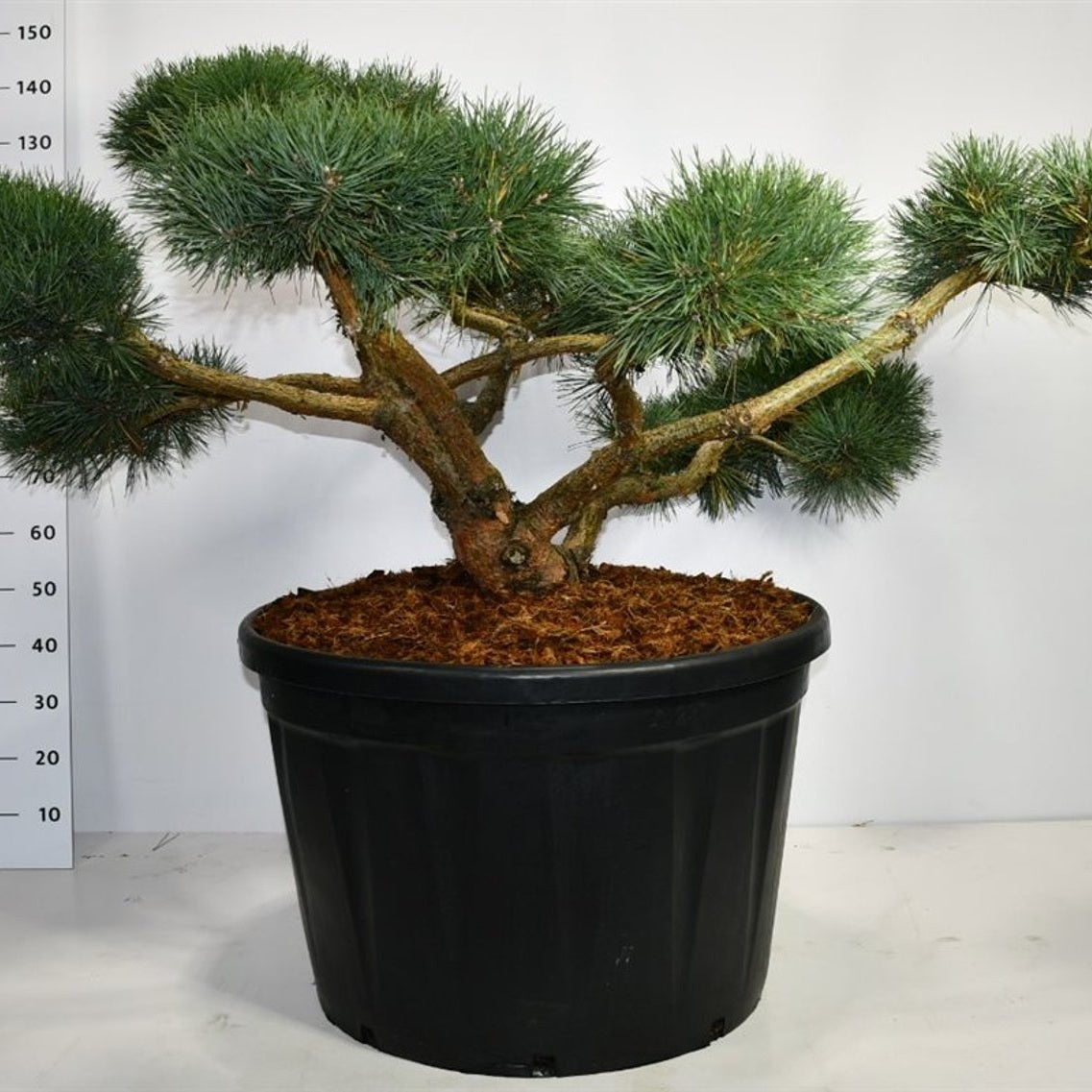 Tall – Pinus sylvestris 'Repens' - C230 150-175 cm. Bonsai